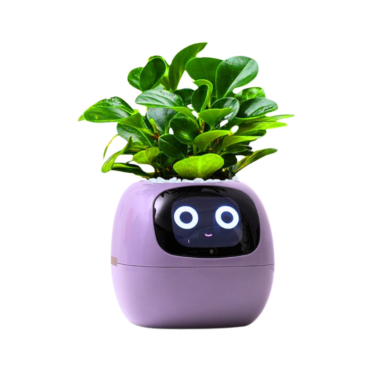 Ivy Smart Planter Smarter Blumentopf Elektronischer Blumentopf Smart Plant Pot USB-Pflanzenübertopf