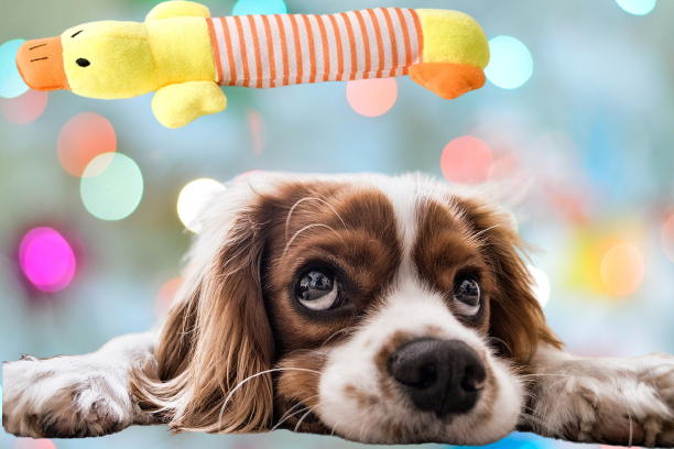 Hundespielzeug "Ente" Kauspielzeug Stofftier Plüschtier Kuscheltier