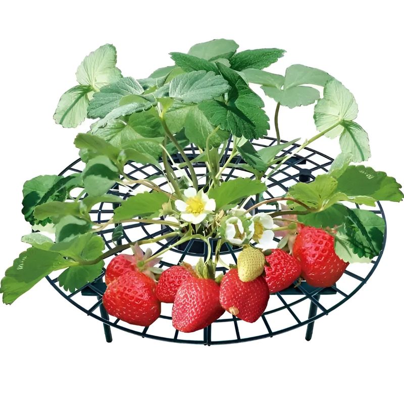 Erdbeerreifer Garten Erdbeerhalter Erdbeerstütze 10 Stück im Set