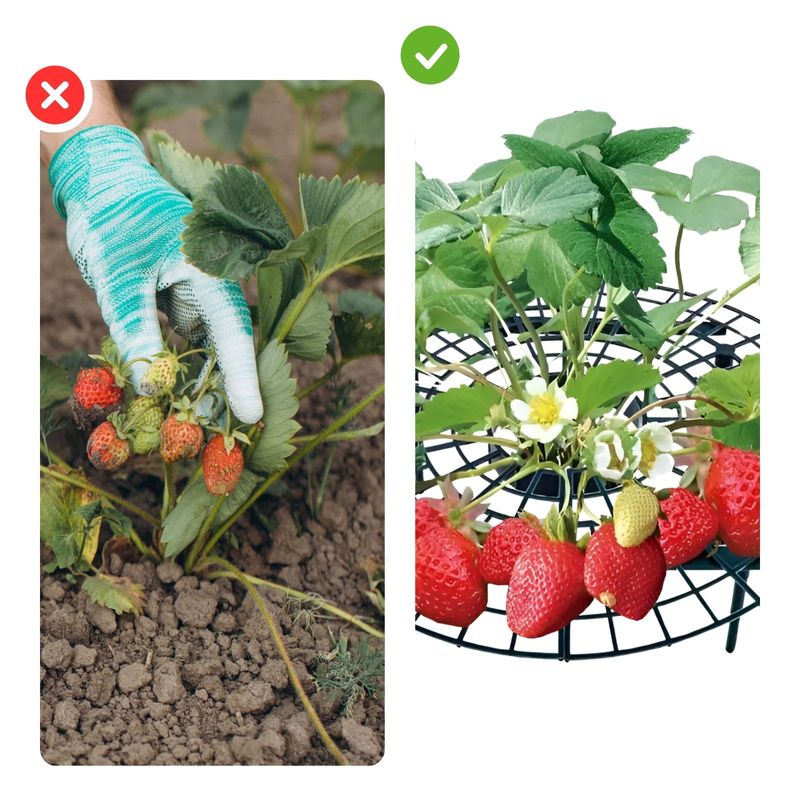 Erdbeerreifer Garten Erdbeerhalter Erdbeerstütze 10 Stück im Set