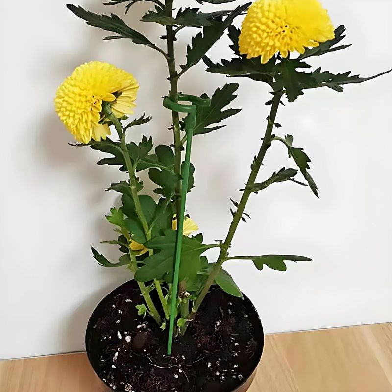 Blumenstütze Pflanzenstütze Pflanzen Stützstange 1 Set - 10 Stück