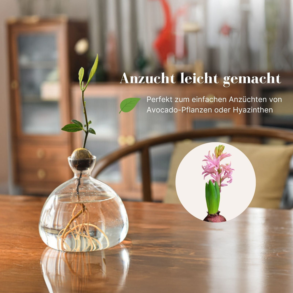 Avocado-Blumentopf Avocado-Anzucht Hydrokultur-Vase Glas-Pflanztopf