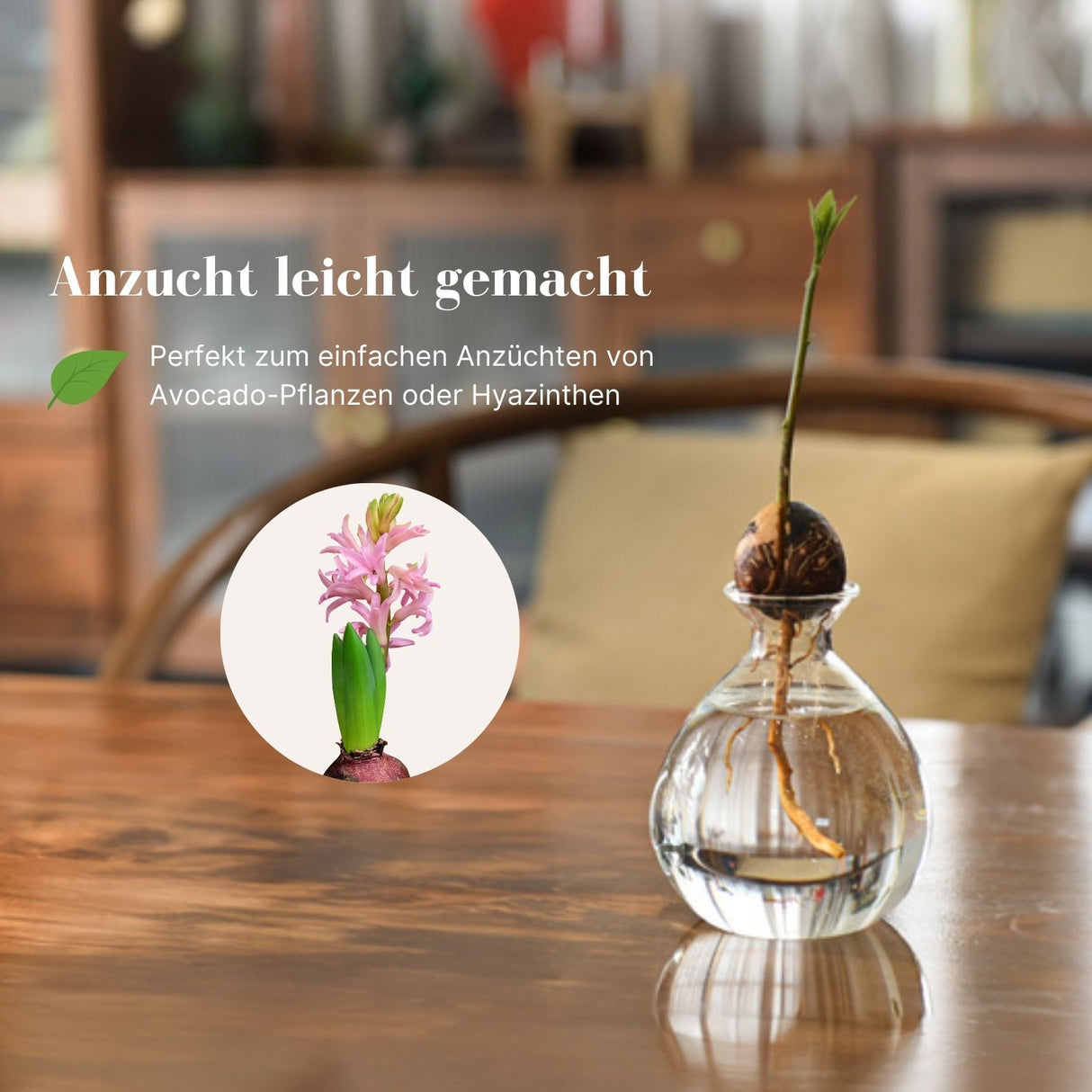 Avocadobaum-Glas Avocado-Vase Hydrokultur-Vase Hyazinthenglas