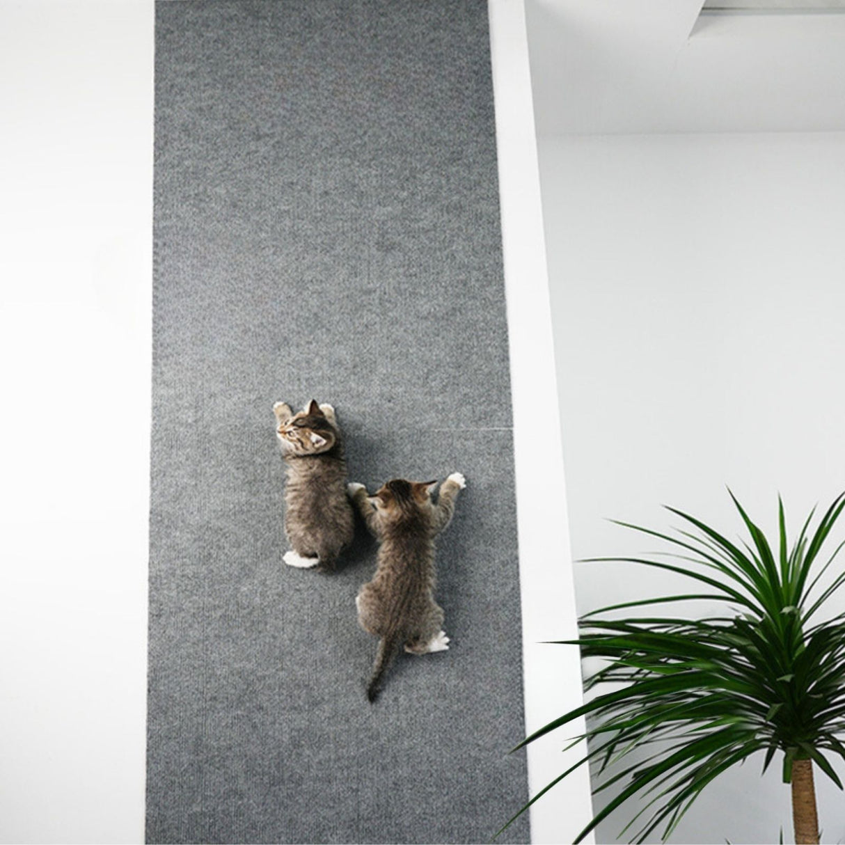 Klettermatte für Katzen Kratzmatte Kratzschutz Kratzbrett Kratzwand