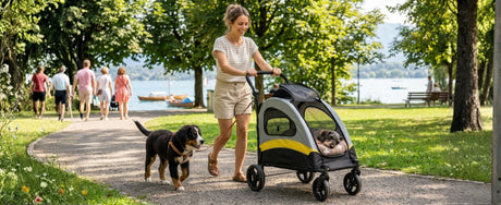 Der Hund im Wagen, der Mensch zu Fuss?